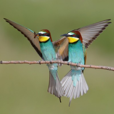 Abejaruco Europeo